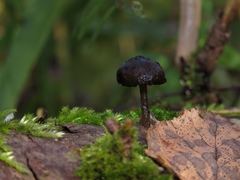 Hydropus atramentosus