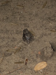 Breviceps