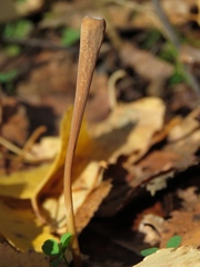 Macrotyphula fistulosa