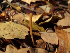 Macrotyphula fistulosa