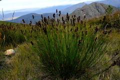 Elegia aggregata