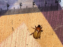 Cyclocephala longula