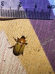 Cyclocephala longula