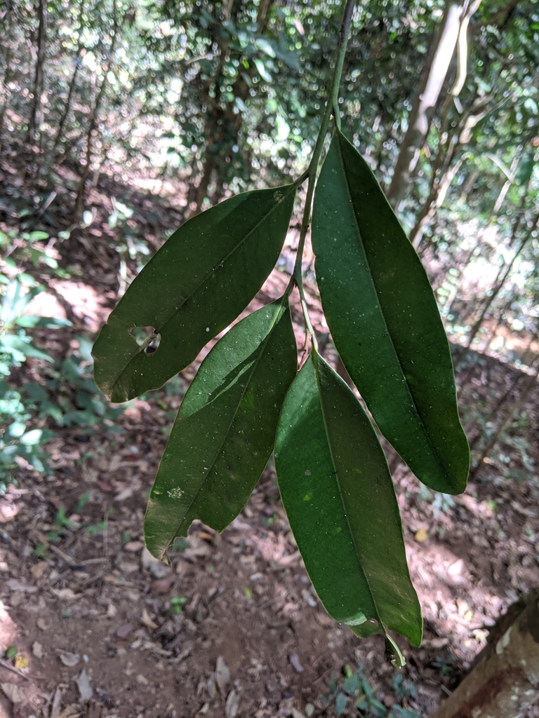 Endocomia macrocoma (Endocomia macrocoma)