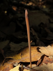 Macrotyphula fistulosa