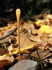 Macrotyphula fistulosa