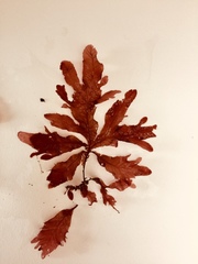 Phycodrys setchellii