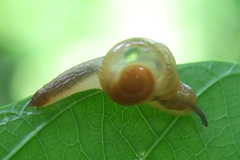 Helicarion perfragilis