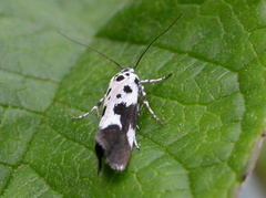 Ethmia quadrillella