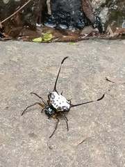 Gasteracantha clavigera