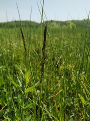Calamagrostis stricta