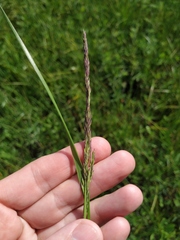 Calamagrostis stricta