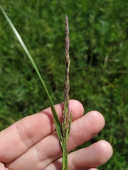 Calamagrostis stricta