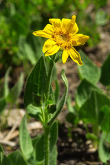 Arnica ovata