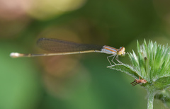 Aciagrion pallidum