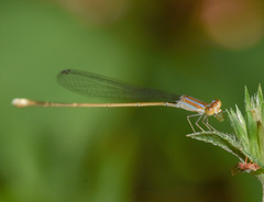 Aciagrion pallidum