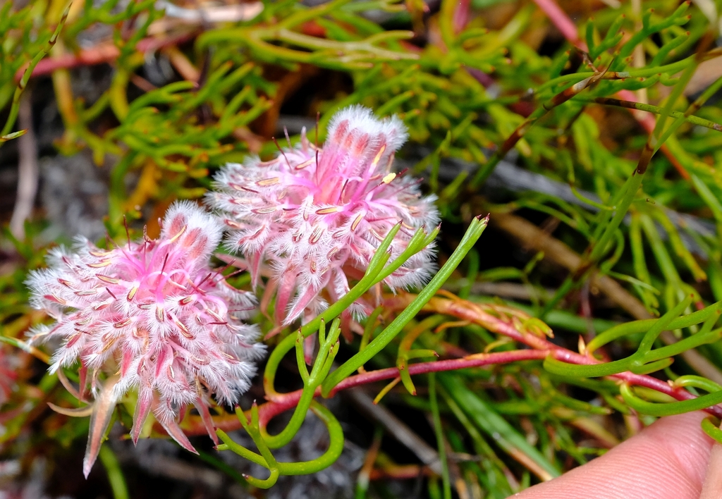 Star Spiderhead