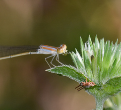 Aciagrion pallidum