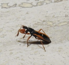 Ectomocoris truculentus