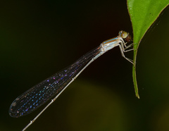 Aciagrion pallidum