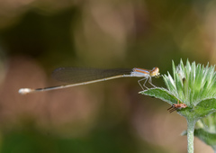 Aciagrion pallidum