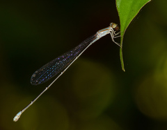 Aciagrion pallidum