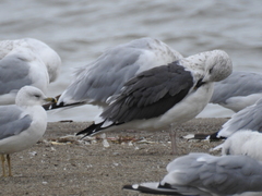 Larus delawarensis