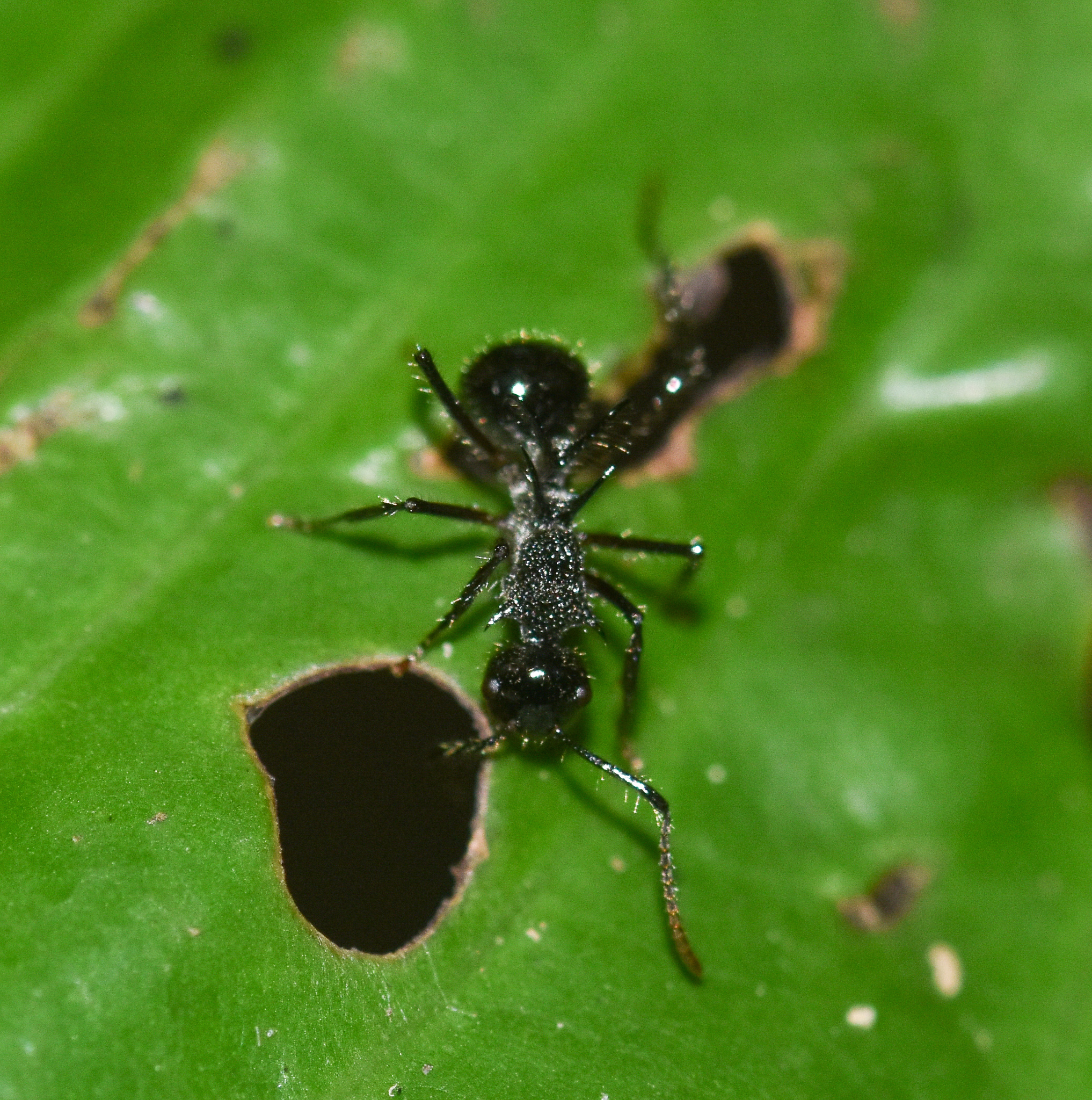 Polyrhachis furcata