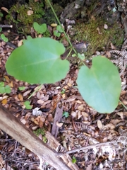 Muehlenbeckia australis
