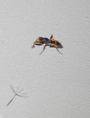 Ectomocoris truculentus
