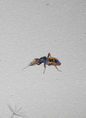 Ectomocoris truculentus