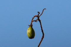 Cochlospermum gillivraei