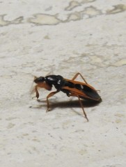 Ectomocoris truculentus
