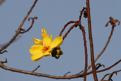 Cochlospermum gillivraei