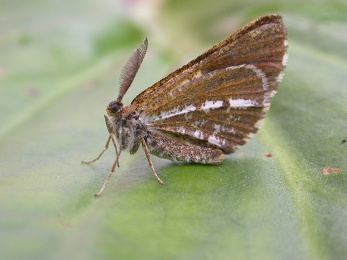 Bordered White