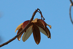 Cochlospermum gillivraei