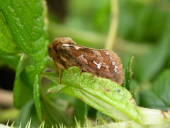 Korscheltellus fusconebulosa