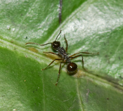 Polyrhachis furcata