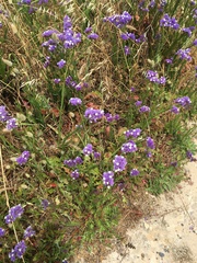 Limonium sinuatum
