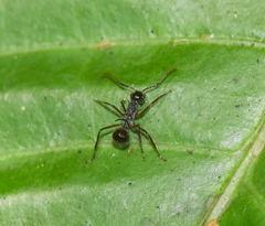 Polyrhachis furcata