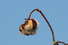 Cochlospermum gillivraei