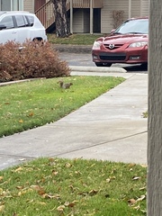 Sciurus niger