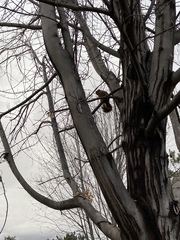 Sciurus niger