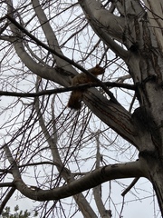 Sciurus niger