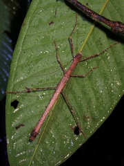 Asceles larunda