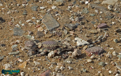 Phrynocephalus scutellatus