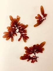 Botryocladia pseudodichotoma