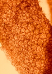 Botryocladia pseudodichotoma