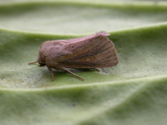 Denticucullus pygmina