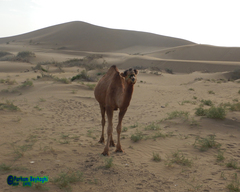 Camelus dromedarius